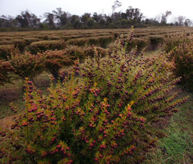 Fields of Boronia Flowers