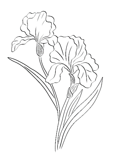 iris