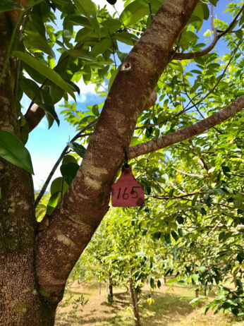 Agarwood plantations